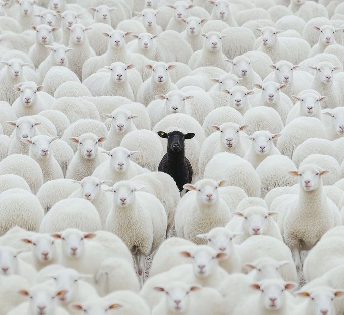 A dense flock of white sheep with one black sheep standing out in the center, visually representing the "GM and Happy Hump Day" message about standing out in the crowd. The single black sheep serves as a metaphor for individuality and unique participation in the $RIVER journey, symbolizing how being different can make you visible amid the herd.
