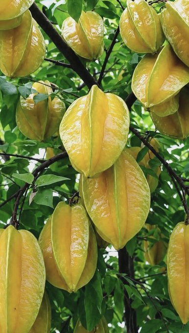 The image features a group of ripe, yellow star fruits hanging from a tree branch. The fruits are arranged in various positions, with some closer to the camera and others further away. The background appears to be a grayish color, which contrasts nicely with the vibrant yellow of the star fruit. The focus on these fruits highlights their unique appearance and invites viewers to appreciate nature's beauty.