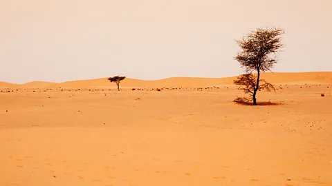 A minimalist desert landscape with two sparse trees standing on rolling orange sand dunes under a hazy sky.