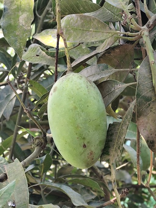 The image features a green mango hanging from a tree branch, surrounded by leaves. The mango appears ripe and ready for picking. In the background of the photo, there are several other leaves that add to the overall lushness of the scene. The caption above the image reads "Good morning my X family How are you all @NomismaNetwork 3look Bullish @useTria @sleepagotchi @River4fun". This message seems to be a lighthearted greeting from someone who wants to share their love for mangoes with others, possibly including the person taking the photo.
