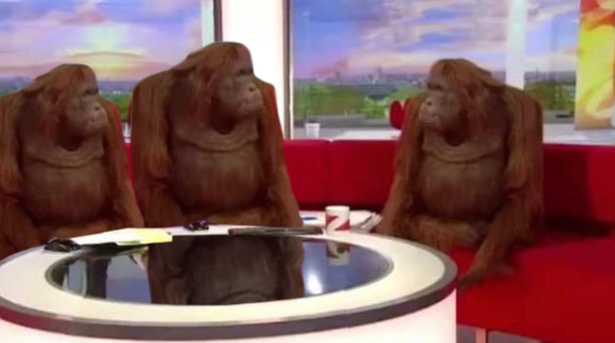 Three orangutans sit on a red couch around a glass table in what appears to be a television studio setting, with a cityscape backdrop visible behind them.