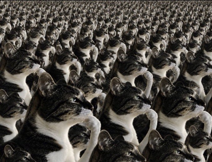 An infinite, repeating grid of identical tabby cats all gazing thoughtfully in the same direction, paired with a crypto trader's post bragging about past winners' gains while jokingly blaming "fud" energy, with the caption referencing "$hmm" and a contemplative cat vibe to dismiss the negativity.