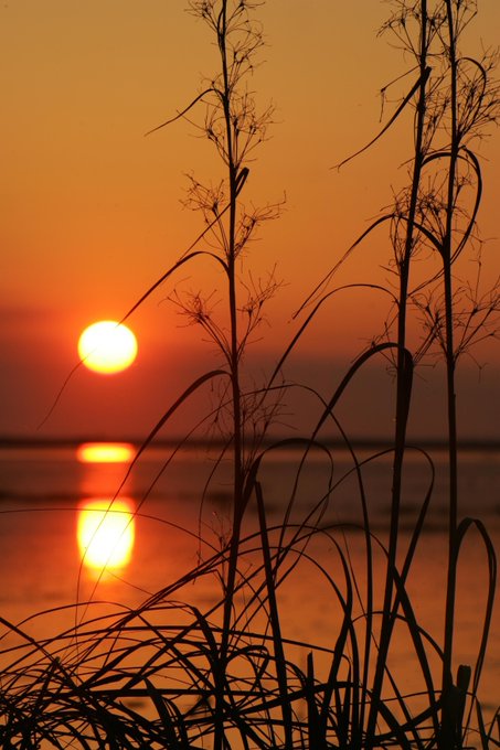 Silhouetted sea oats frame a glowing sunset over calm coastal waters, casting a warm orange reflection on the surface. The tranquil evening scene complements the post's theme of "evening builders," mirroring the quiet pause at day's end as projects continue developing across the ecosystem.