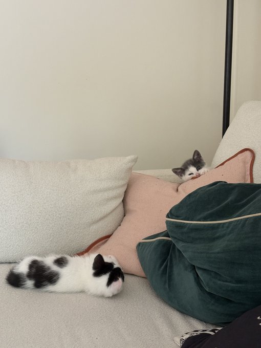 A small white kitten with black spots sleeps on a beige couch next to a green cushion, while another black and white kitten peeks out from behind a pillow.