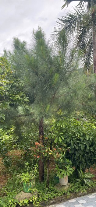 A small pine tree grows in a lush green garden next to a coconut palm under an overcast sky.