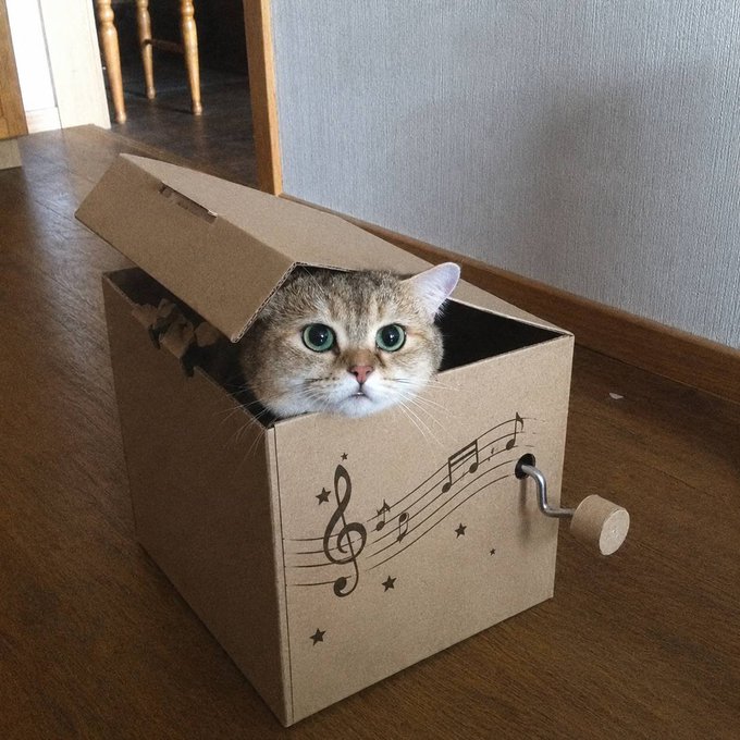 An adorable tabby cat peeks out from a cardboard music box featuring decorative treble clefs, musical notes, and stars, with a hand crank on the side. The image humorously ties to the $BOXED token's promotion, suggesting the "cat in a box" will be a viral sensation, with the post framing the meme's breakout potential as a prime buying opportunity below 1M market cap.