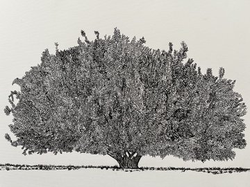 A black and white stippled illustration shows a large, leafy tree standing alone in an open field.