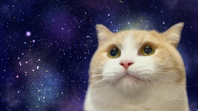 An orange and white cat with wide eyes is superimposed against a backdrop of a starry purple and blue space scene.