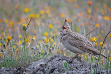 A brown crested bird stands on a gray rock with its beak open, set against a blurred background of orange and yellow wildflowers.