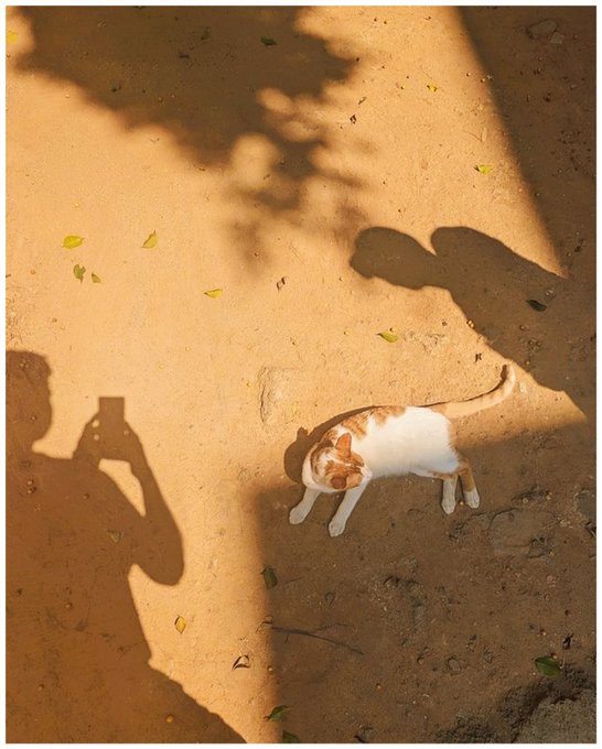 An orange and white cat walks on dirt ground, surrounded by shadows including a person taking a photo with their phone.