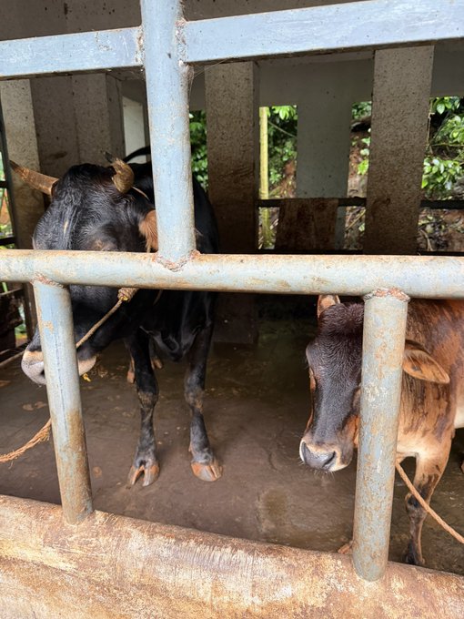 Two cows stand in a metal pen, with a black cow on the left and a brown cow on the right, peering through rusty bars as if awaiting their Solana blockchain onboarding.