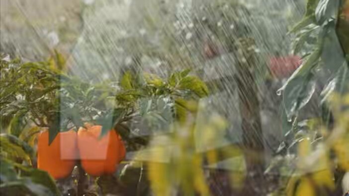 The image features a garden with two orange peppers, one of which has been partially eaten by an unseen creature. The peppers appear to be ripe or overripe, suggesting that they have been left unattended for some time. In the background, there is a blurry image of rain falling on the plants and flowers in the garden, adding to the overall atmosphere of the scene.