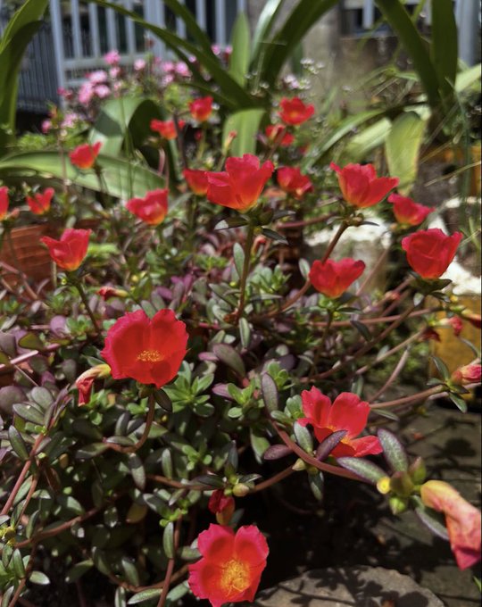 A close-up photo of a succulent plant blooming with vibrant red-orange flowers in a sunny outdoor garden.