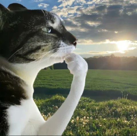 A black and white tabby cat in profile, gazing thoughtfully at a golden sunset over a grassy field, visually embodies the "Thinking Cat" ($HMM) token name by appearing deep in contemplation as the warm light frames its silhouette.