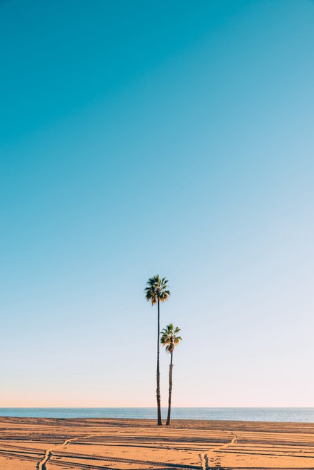Two tall palm trees stand on a sandy beach under a clear blue sky, with the ocean visible in the background.