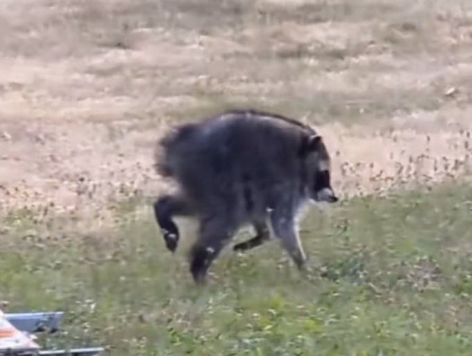 A blurry video still showing a dark-furred bear walking across a grassy field.