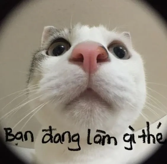 A close-up, low-angle photo of a cat with wide eyes looking upward at the camera, with handwritten text below reading 'Bạn đang làm gì thế' (What are you doing?).