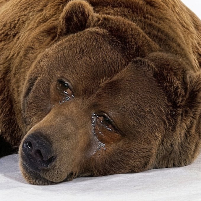 A sad brown bear with visible tears rests its head on the ground, mirroring the sorrow of crypto investors as Bitcoin suffers a dramatic drop to $85,000.