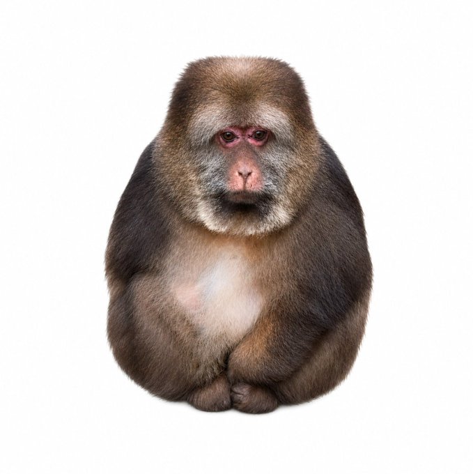 A melancholic Japanese macaque with droopy eyes sits hunched against a white background, its sorrowful expression perfectly matching the post's introduction of "$CASHMONKE — The Saddest Monkey On-Chain," with the contract address AFJ3qE2vD5vPDNmxpfSmyczhd7WXtJ8pStBXH26npump.
