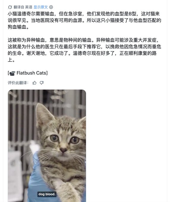 The image shows a Chinese social media post about a kitten named Wendell who needed a blood transfusion and received dog blood due to his rare B-type blood, along with a photo of the tabby kitten wearing a blue medical wrap with the caption "dog blood."

The image doesn't appear to relate to the accompanying post about a crypto token (CRJDgvxzZKCmCKbe7RjBkBWEhAneLFpncWAGuUrwpump) and $WindChill—it's about a veterinary story involving a cat receiving dog blood, with no connection to cryptocurrency narratives or tickers.