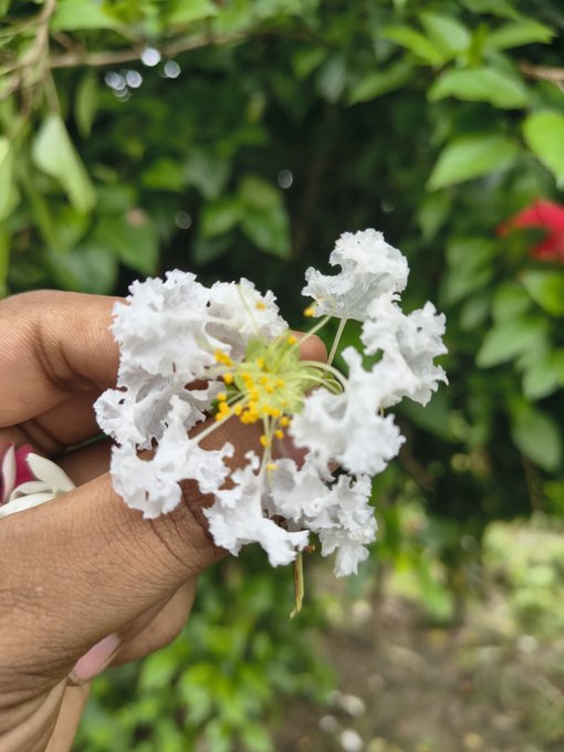 A close-up photograph shows a hand holding a delicate white flower with frilly petals and yellow stamens against a blurred green foliage background.