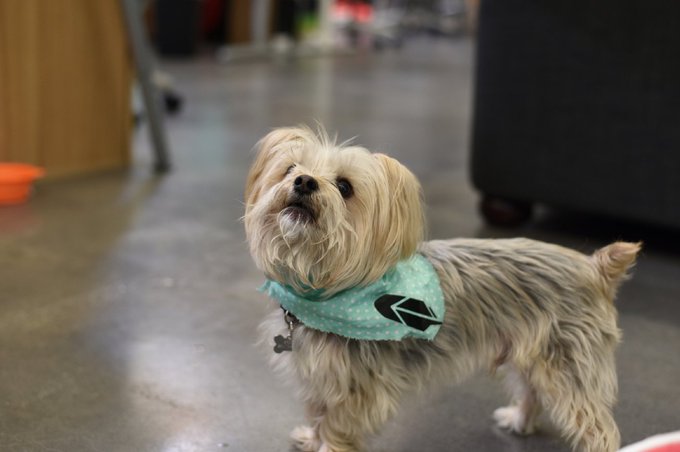 A small Yorkshire Terrier dog wearing a light blue polka dot bandana with a black logo, standing on a concrete floor.