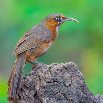 A close-up photograph of a small bird with a long curved beak and a rusty-orange chest, perched on a piece of textured wood against a blurred green background.