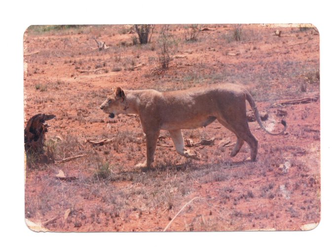 A photograph of a lioness walking across a dry, reddish savanna landscape, appearing to be from an old film print with white borders.