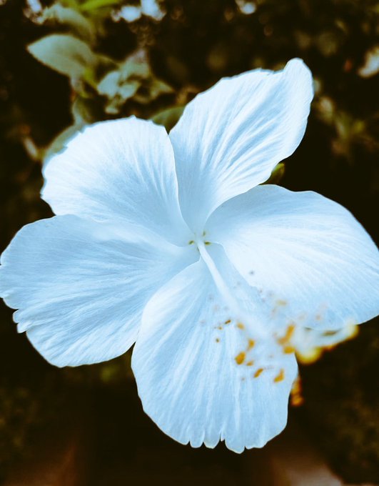 The image features a close-up view of a single white hibiscus flower, with its petals spread out wide open. The background consists of green leaves that provide a natural backdrop for the flower's vibrant color. The photo has been edited using a filter or enhancement tool to emphasize the contrast between the white hibiscus and the green leaves, making it stand out even more. This artistic approach highlights the beauty of the flower while also drawing attention to its surroundings.