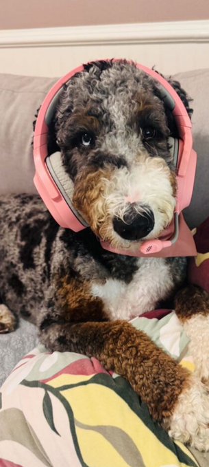 Airedale Terrier dog wearing pink headphones while lying on a bed.