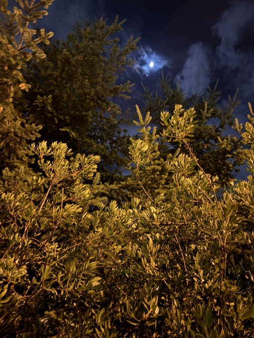 A nighttime view shows the moon glowing through wispy clouds above a canopy of illuminated tree branches and pine needles.
