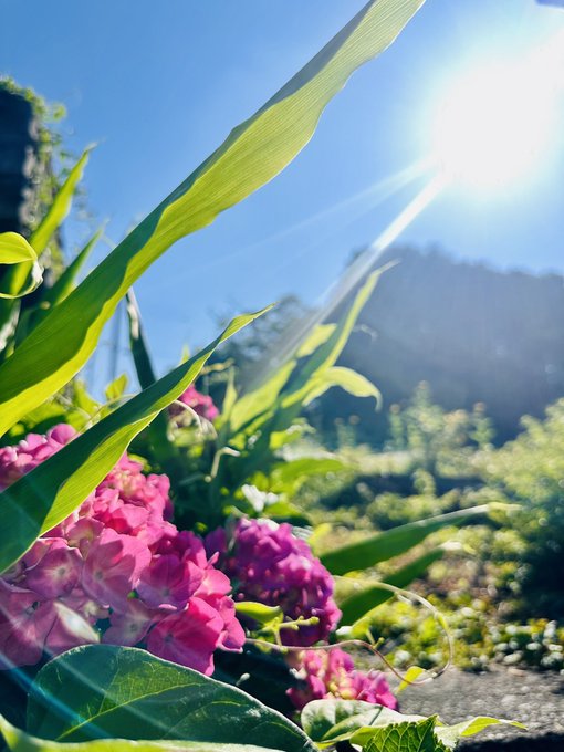 A bright outdoor photograph showing pink flowers and green leaves in the foreground with a shining sun and blue sky, plus distant mountains in the background.