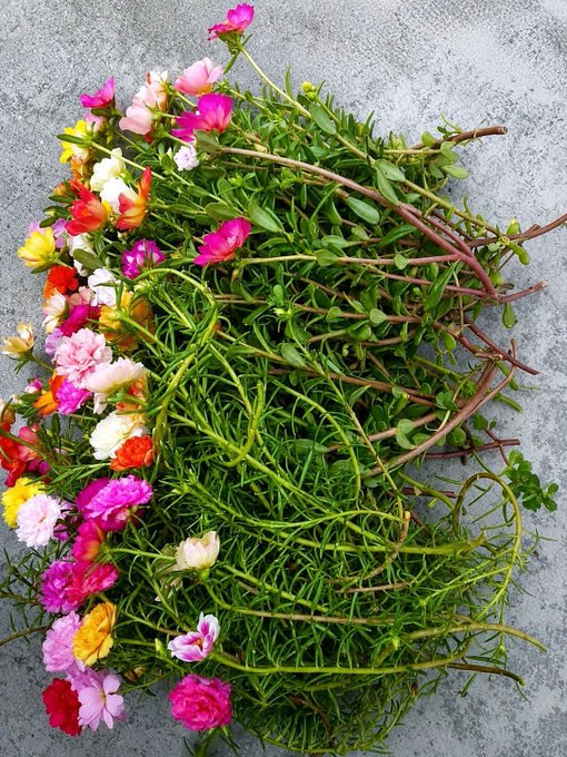 An overhead photograph of a freshly harvested bouquet of colorful flowers including pink, white, yellow, and orange blooms with long green stems and foliage laid on a gray concrete surface.