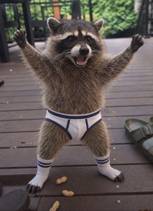 A comedic AI-generated image of a raccoon standing on its hind legs wearing white underwear, white socks, and holding its arms up, with a pair of sandals and peanuts on the wooden deck nearby.