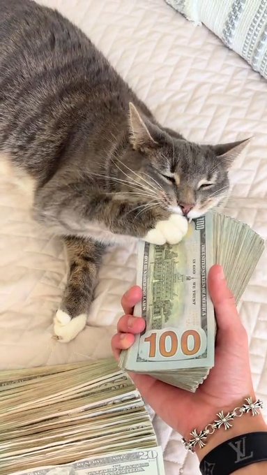 A cat lying on a bed sniffing a large stack of $100 bills held by a person wearing a Louis Vuitton bracelet.