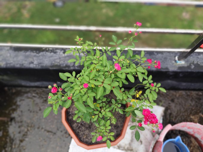 urn of pink flowers on a black railing, with a blue bucket and green plant nearby.