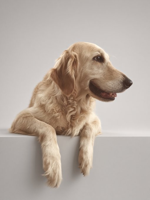 A light golden-colored dog, possibly a Golden Retriever or Long-haired Dachshund, rests its paws on a white ledge against a plain light background.