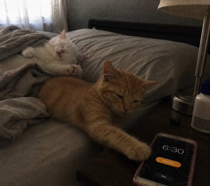 Two cats lounging on a bed with gray bedding - a white cat sleeping in the background and an orange tabby cat lying on its side in the foreground reaching a paw toward a smartphone displaying an alarm set for 6:30 with a 'Snooze' button.