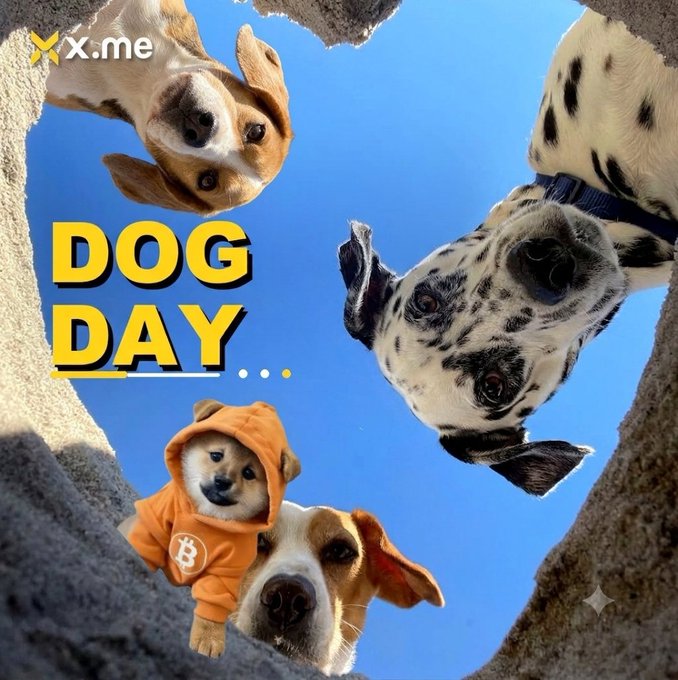 A collage of dogs looking down at the camera with 'DOG DAY...' text and the x.me logo in the corner.