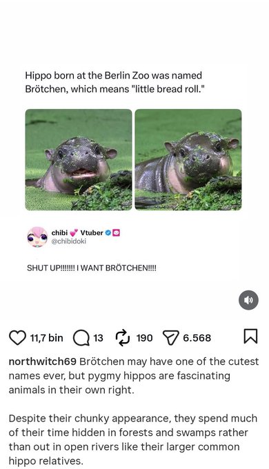 A social media post stating a Berlin Zoo hippo was named 'Brötchen' meaning 'little bread roll,' with photos of the pygmy hippo, followed by a quote from a Vtuber account saying 'SHUT UP!!!!!! I WANT BRÖTCHEN!!!!!' and a reply discussing pygmy hippos.