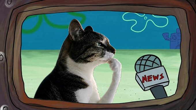 A tabby cat poses thoughtfully beside a microphone labeled "NEWS" on a cartoon TV screen with a SpongeBob-style Bikini Bottom background. The image humorously frames the post's optimistic crypto commentary—highlighting Robinhood DEX volume all-time highs, $PONS market cap, and $HMM's growing holder base—as "breaking news" about potential cat-themed token runners.