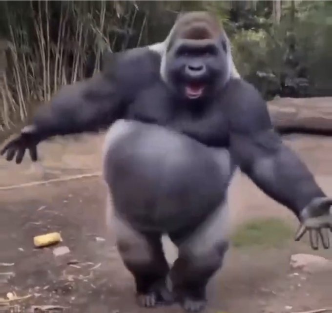 A video still showing a large silverback gorilla walking toward the camera with arms spread wide in a zoo enclosure setting.