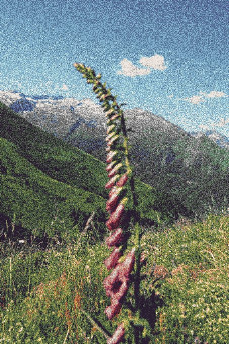 A tall stalk of pink foxglove flowers in a green mountain meadow with snow-capped peaks and a blue sky in the background.