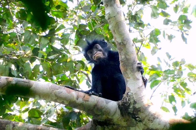 A young chimpanzee or ape sitting on a tree branch in a lush green forest, looking toward the camera.