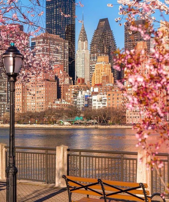 A scenic view of the New York City skyline featuring the Chrysler Building, framed by pink cherry blossoms in the foreground with a waterfront walkway and bench.