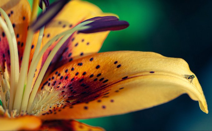 A close-up photograph of an orange and red spotted lily flower with a small fly resting on one of its petals.