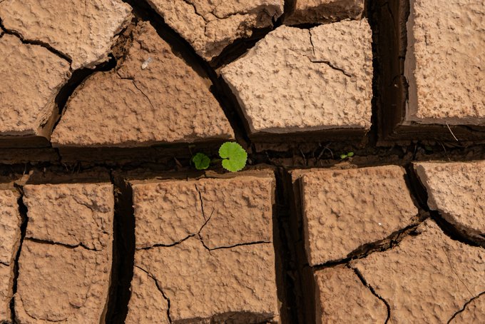 A close-up of cracked, dry earth tiles with a tiny, bright green two-leaf sprout growing from a crack between them.