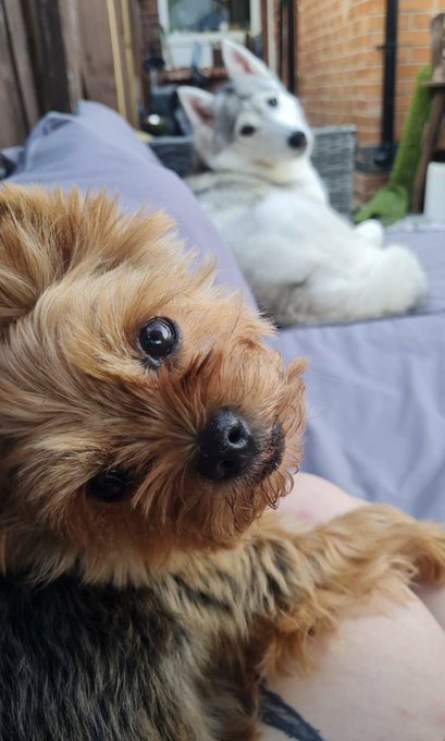 Two small dogs rest on a gray cushion, with a fluffy brown and black terrier-type dog in the foreground and a white dog lying behind it.