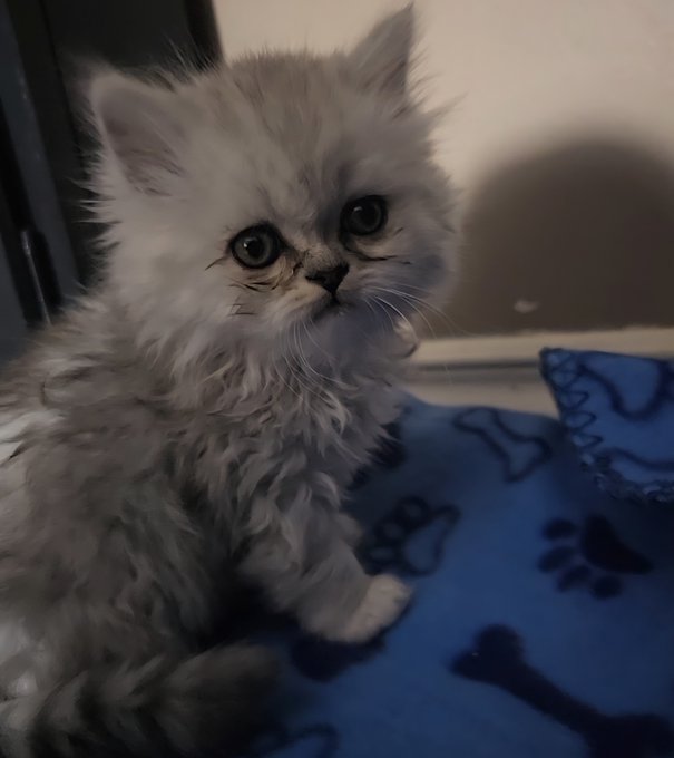 An adorable fluffy gray kitten with big eyes sits on a blue blanket with paw print patterns, looking slightly to the side.
