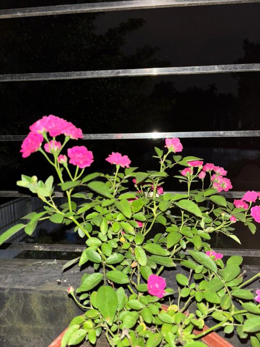 The image features a potted plant with pink flowers, which are the main focus of the photo. The background shows a dark sky, adding depth and contrast to the scene. There's also a fence visible in the background, suggesting that this might be an outdoor setting or garden area. The post includes various social media handles such as @XOOBNetwork, @useTria, and @Appreciators_IO, indicating that it is likely related to a gardening or plant-related community or account.